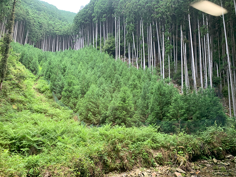 植林→(1~10年生)下刈→(15~50年生)除伐→(60年生以上)間伐→伐採・製材→植林… 「植えて育てる」という地道な作業を何十年も繰り返して、 1本の木材が商品化されていきます。これが山を守り、自然環境の保全につながっています。